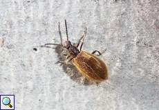 Gemeiner Wollkäfer (Darkling Beetle, Lagria hirta)