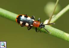 Gemeines Spargelhähnchen (Crioceris asparagi)