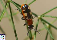 Gemeines Spargelhähnchen (Crioceris asparagi)