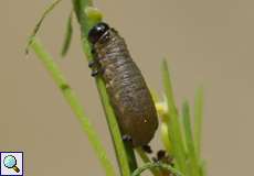 Gemeines Spargelhähnchen (Crioceris asparagi), Larve