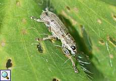 Gestreifter Blattrandkäfer (Sitona lineatus)