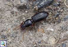 Gewöhnlicher Grabspornläufer (Clivina fossor)