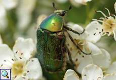 Goldglänzender Rosenkäfer (Rose Chafer, Cetonia aurata)