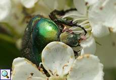 Goldglänzender Rosenkäfer (Rose Chafer, Cetonia aurata)