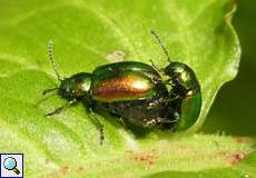 Grüne Sauerampferkäfer bei der Paarung (Green Dock Leaf Beetle, Gastrophysa viridula)