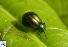 Weiblicher Grüner Sauerampferkäfer (Green Dock Leaf Beetle, Gastrophysa viridula)