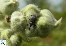 Himbeerblütenstecher (Strawberry Blossom Weevil, Anthonomus rubi)