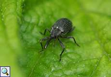 Himbeerblütenstecher (Strawberry Blossom Weevil, Anthonomus rubi)