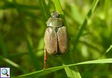 Gras-Laubkäfer (Hoplia sp.)