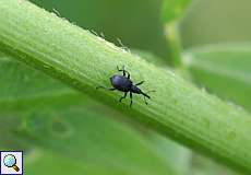 Gewöhnlicher Hornklee-Spitzmausrüssler (Ischnopterapion loti)