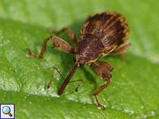 Kirschkernstecher (Cherry-stone Weevil, Furcipus rectirostris)