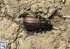 Körniger Laufkäfer (Ground Beetle, Carabus granulatus)