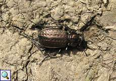 Körniger Laufkäfer (Ground Beetle, Carabus granulatus)