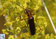 Krainer Scheinbockkäfer (Nacerdes carniolica)