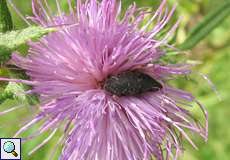 Kratzdistelrüssler (Larinus turbinatus)