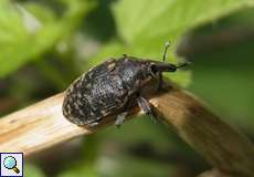 Kratzdistelrüssler (Larinus turbinatus)