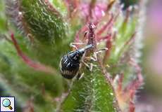 Marmorierter Zwergrüssler (Nanophyes marmoratus)