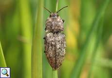 Mausgrauer Schnellkäfer (Click Beetle, Agrypnus murinus)