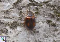 Nadelbaum-Marienkäfer (Larch Ladybird, Aphidecta obliterata), dunkle Farbvariante