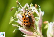 Neunzehnpunkt-Marienkäfer (Water Ladybird, Anisosticta novemdecimpunctata)