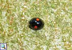 Nierenfleckiger Kugelmarienkäfer (Kidney-spot Ladybird, Chilocorus renipustulatus)