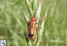 Rotgelber Weichkäfer (Soldier Beetle, Rhagonycha fulva)
