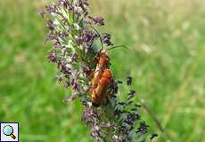 Rotgelbe Weichkäfer (Soldier Beetle, Rhagonycha fulva) bei der Paarung