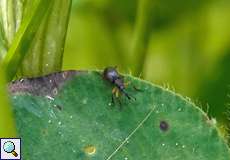 Rotklee-Spitzmaulrüssler (Clover Seed Weevil, Protapion apricans)