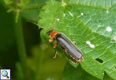 Rotschwarzer Weichkäfer (Soldier Beetle, Cantharis pellucida)