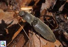 Samt-Schnellkäfer (Agriotes pilosellus)