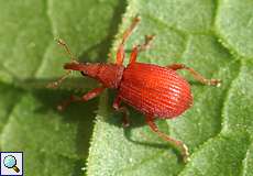 Sauerampfer-Spitzmausrüssler (Red Apion Weevil, Apion frumentarium)