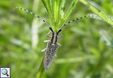 Scheckhorn-Distelbock (Golden-bloomed Grey Longhorn, Agapanthia villosoviridescens)