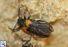 Schmalflügliger Pelzbienenölkäfer (Sitaris muralis)