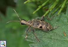 Schwarzfleckiger Zangenbock (Blackspotted Longhorn Beetle, Rhagium mordax)