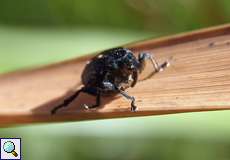 Schwertlilienrüssler (Iris Seed Weevil, Mononychus punctumalbum)