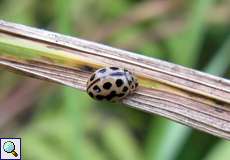 Sechzehnpunkt-Marienkäfer (Sixteen-spot Ladybird, Tytthaspis sedecimpunctata)