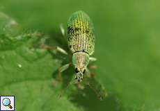 Seidiger Glanzrüssler (Polydrusus formosus)