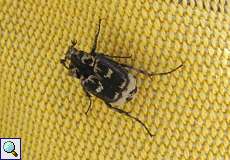 Männlicher Stolperkäfer (Dung Beetle, Valgus hemipterus)