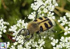 Trichius zonatus