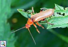 Variabler Weichkäfer (Soldier Beetle, Cantharis livida)