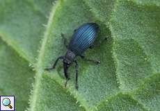 Veilchenblauer Sauerampfer-Spitzmausrüssler (Perapion violaceum)