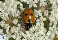 Veränderlicher Marienkäfer (Hippodamia variegata)