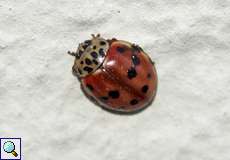 Vierpunkt-Marienkäfer (Cream-streaked Ladybird, Harmonia quadripunctata)