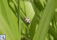 Vierzehnpunkt-Marienkäfer (Fourteen-spotted Lady Beetle, Propylea quatuordecimpunctata)