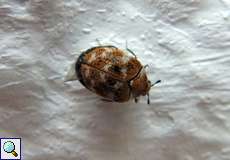 Wollkrautblütenkäfer (Varied Carpet Beetle, Anthrenus verbasci)