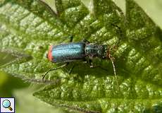 Männlicher Zweifleckiger Zipfelkäfer (Common Malachite Beetle, Malachius bipustulatus)