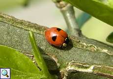 Zweipunkt-Marienkäfer (Two-spotted Lady Beetle, Adalia bipunctata)