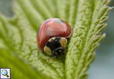 Zweipunkt-Marienkäfer (Two-spotted Lady Beetle, Adalia bipunctata)