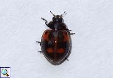 Schwarze Variante des Zweipunkt-Marienkäfers (Two-spotted Lady Beetle, Adalia bipunctata)