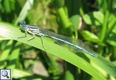 Männliche Blaue Federlibelle (White-legged Damselfly, Platycnemis pennipes)